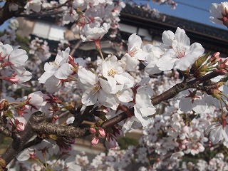 桜開花情報-津沢（小矢部川河畔）-_c0208355_19211221.jpg