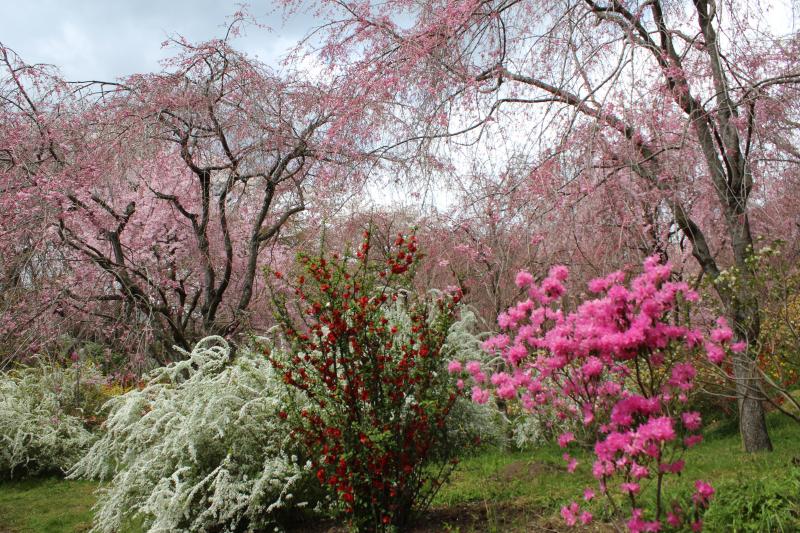 2014桜紀行_京都 原谷苑_d0018656_8111047.jpg