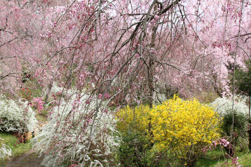 2014桜紀行_京都 原谷苑_d0018656_811628.jpg