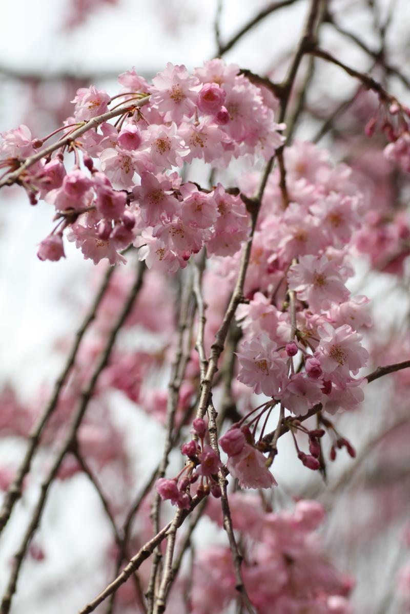 2014桜紀行_京都 原谷苑_d0018656_811814.jpg