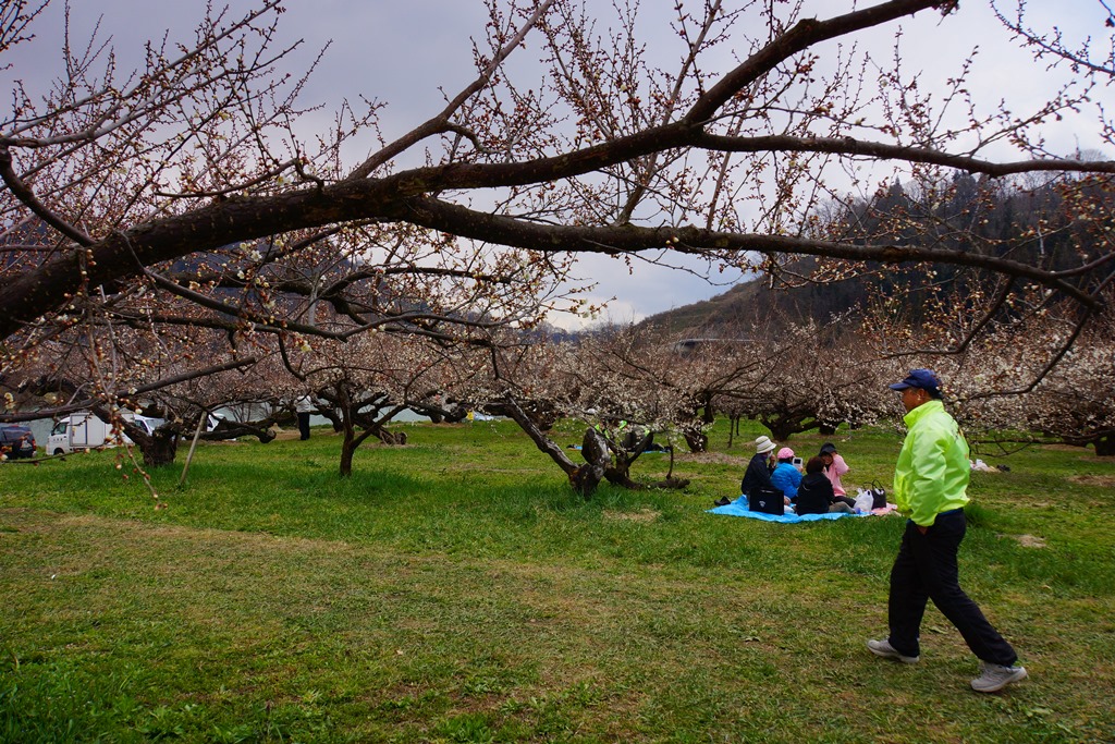 plum-grove park 2（長野県信州新町　ろうかく梅園2）_e0223456_10353791.jpg