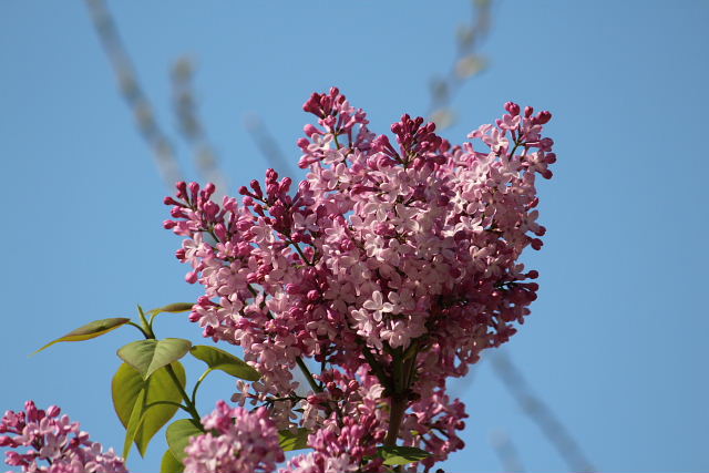 里桜、霧島躑躅、キャロライナジャスミン、ライラック、カラスノエンドウ、椨、菫_a0030958_23265894.jpg