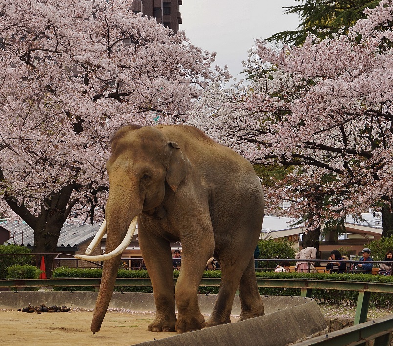 王子動物園の桜 動物たちも花見 たんぶーらんの戯言