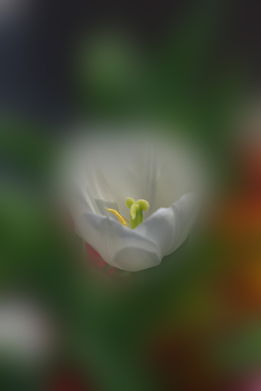 よこはま花と緑のスプリングフェア　　2014-4-11_d0237959_21504679.jpg