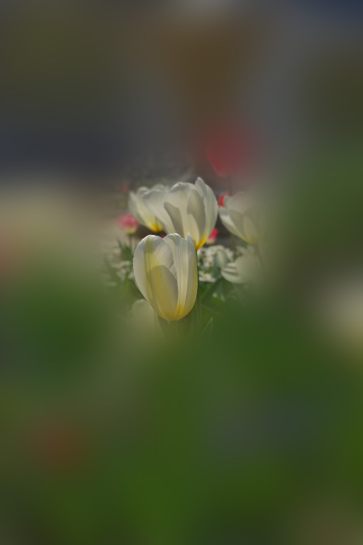 よこはま花と緑のスプリングフェア　　2014-4-11_d0237959_21512382.jpg