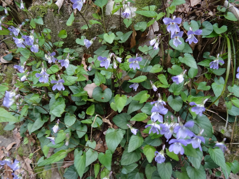 藪漕ぎで張り切る　　in　　孝子の森_c0108460_21400738.jpg