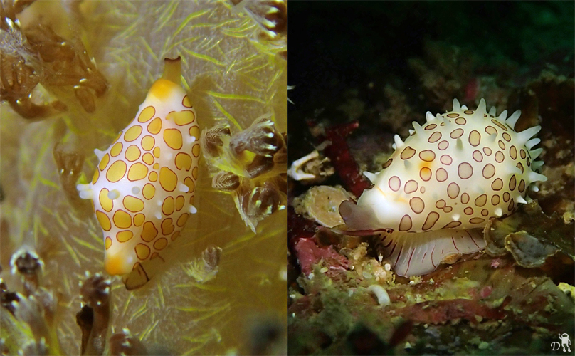 ウミウシ+α☆みなべ・田辺_e0158261_1433765.jpg