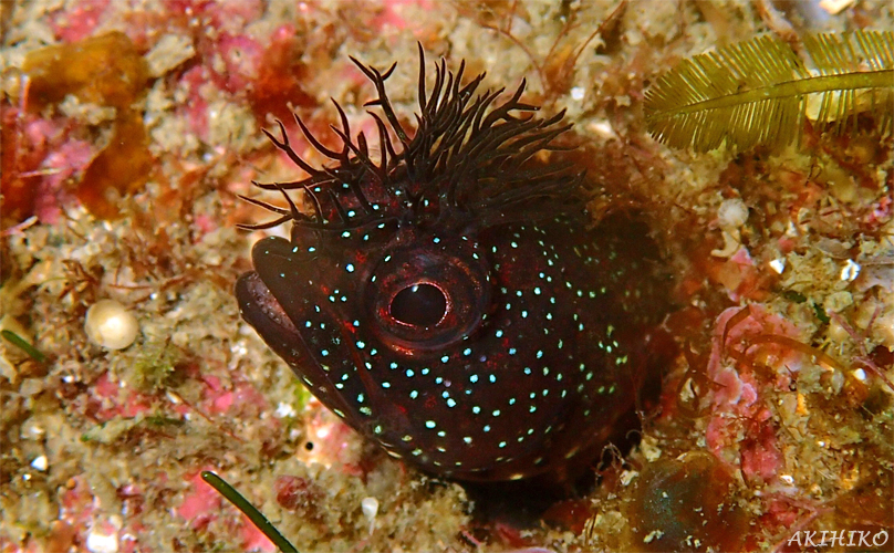 ウミウシ+α☆みなべ・田辺_e0158261_1433918.jpg