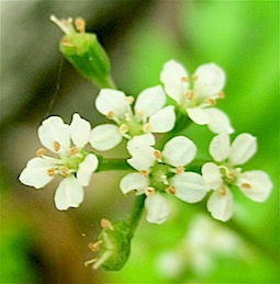 散形花序 セリ科 の 花 自然感察 Nature Feeling