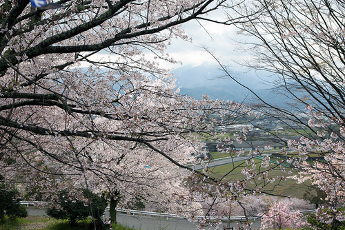 2014年春。阿波の土柱で中野建築のお花見!_a0163962_8225856.jpg