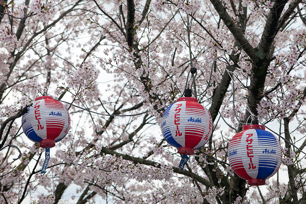 2014年春。阿波の土柱で中野建築のお花見!_a0163962_8225958.jpg