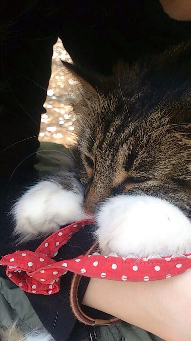 猫の手_c0151965_042029.jpg