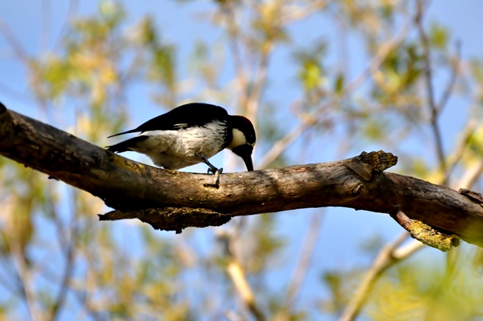 Acorn Woodpecker & Common Mergansers_a0126969_5595068.jpg