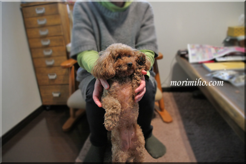 保護犬カフェからの譲渡犬ミミィのこと_b0123371_0475457.jpg