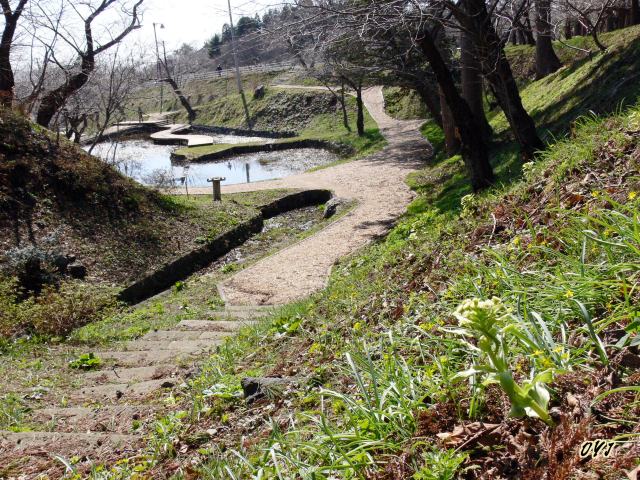 月琴堀は松前城の外堀を利用_f0166871_17215561.jpg