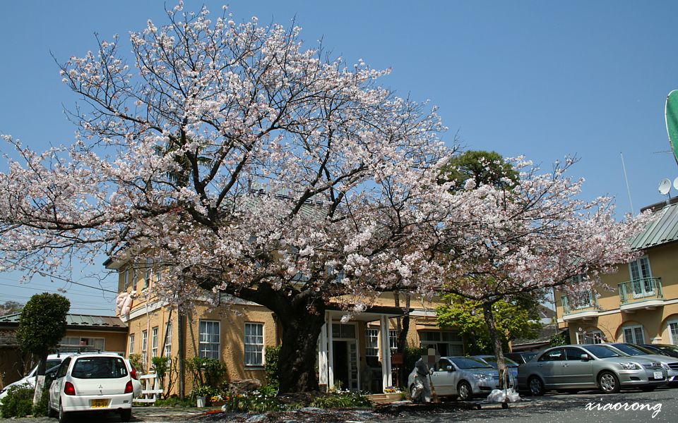 桜のある風景　鎌倉_e0182674_20325940.jpg