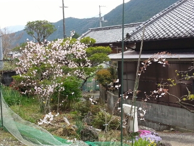 d0001177_7252912.jpg