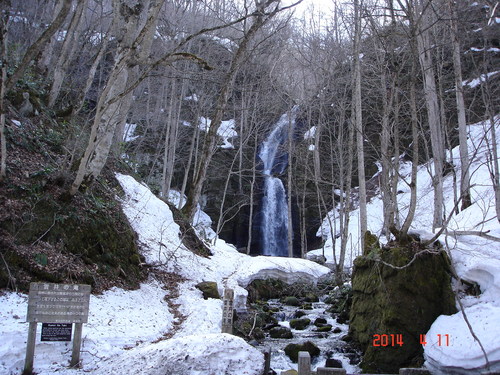 奥入瀬渓流　最近気温が上がらず雪融けが遅れ気味_d0165378_9134197.jpg