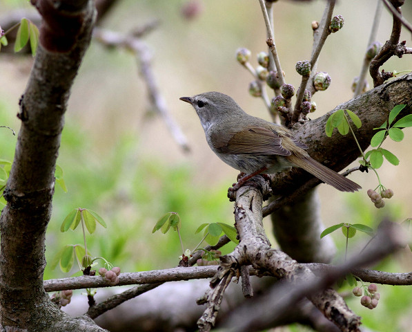 ウグイス＆ビンズイ幼鳥_b0227680_19543630.jpg