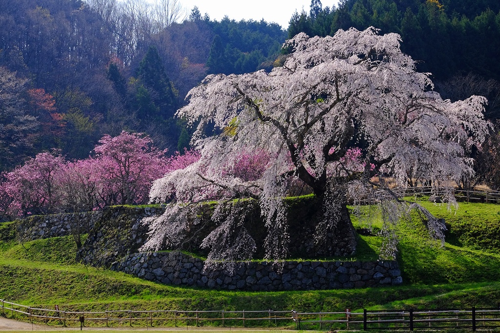 又兵衛桜_e0244181_2146235.jpg