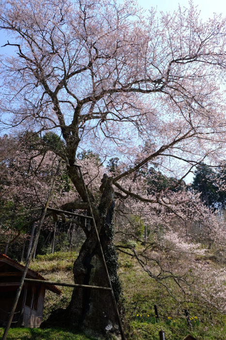 岩井畝の大桜（2014.4.9）　桜 05_f0075181_13483054.jpg