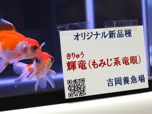 日本観賞魚フェア2014①_a0199486_21414318.jpg