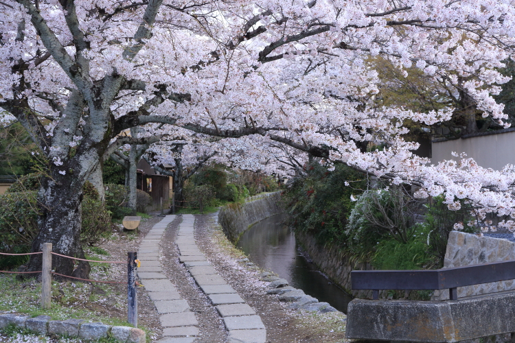 哲学の道_e0051888_23361946.jpg