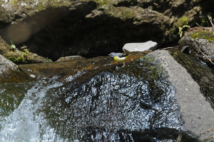 e0248688_1745212.gif