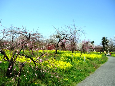 富山県中央植物園に行ってきました。2014 春_a0137789_1831337.jpg