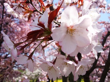 富山県中央植物園に行ってきました。2014 春_a0137789_1831382.jpg
