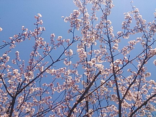 この週末は。4月12日&13日。_e0046190_1681311.jpg