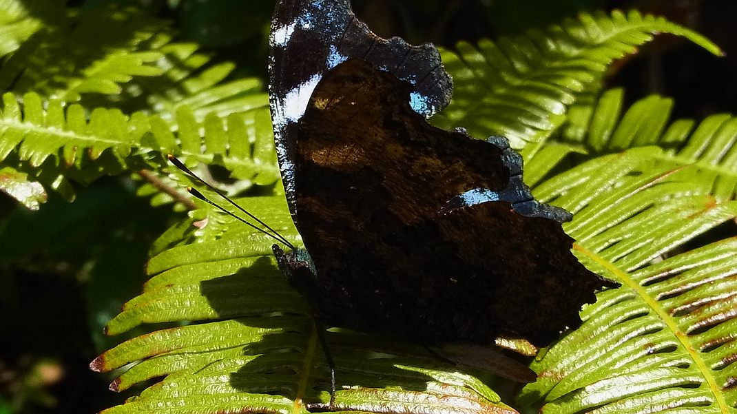 a0152692_17345746.jpg