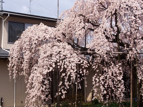 亀田のマル秘桜スポット。_a0045293_11395928.jpg