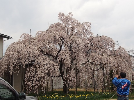 亀田のマル秘桜スポット。_a0045293_1140895.jpg