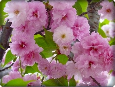 ーー大阪、造幣局の、桜の、通りぬけ!始まりました～！－－_d0060693_1921520.jpg