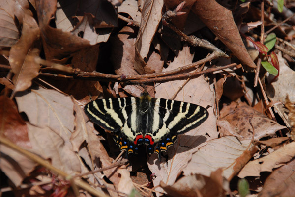 神奈川県のギフチョウ（２０１４年４月５日）_c0049095_317595.jpg