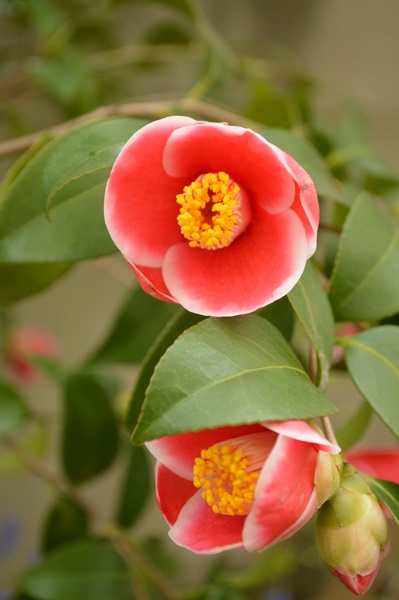 桜の後は_a0233896_1159438.jpg
