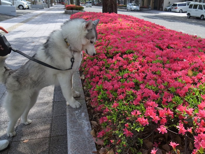 花めぐりの続きだーい♪_c0049299_21234760.jpg