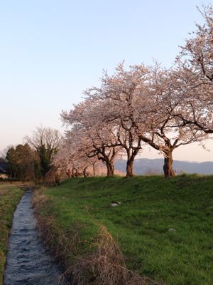 桜_e0276699_23482051.jpg