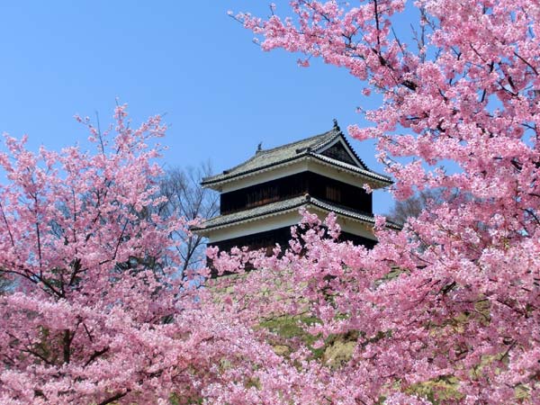 上田城跡公園の桜 四季の信濃路