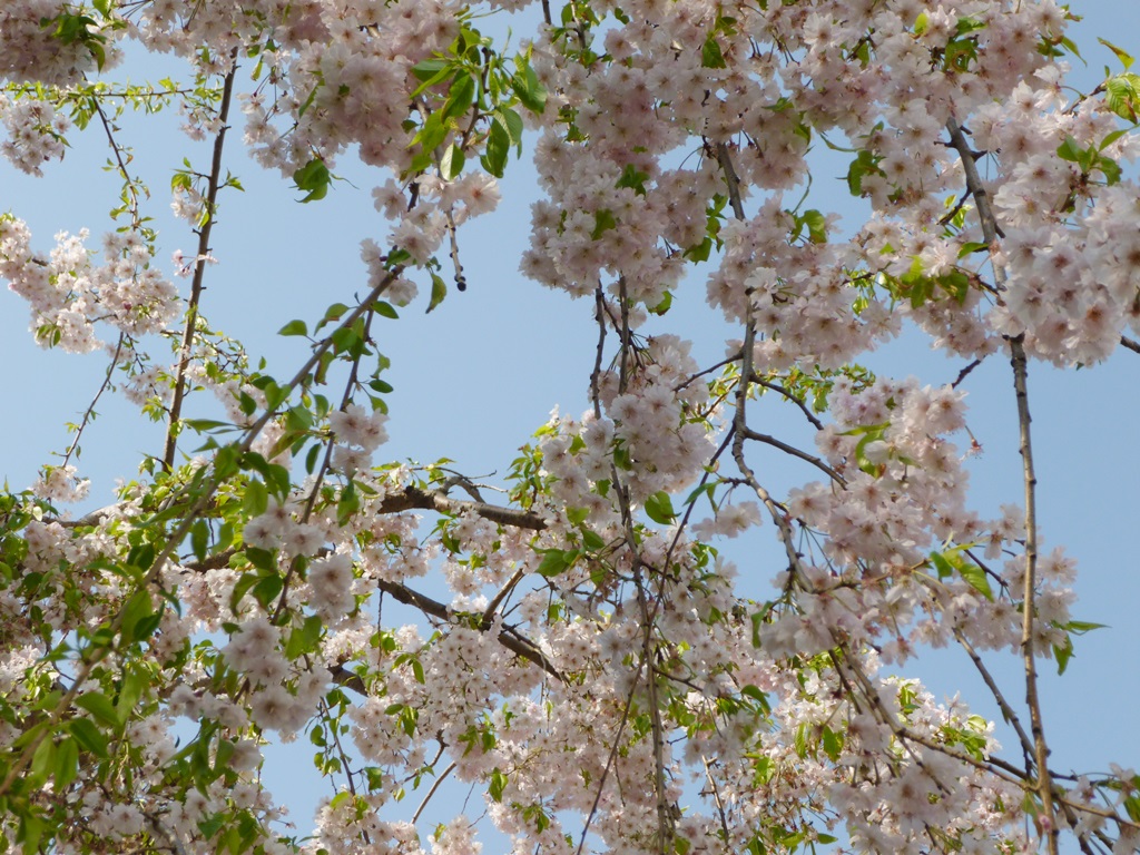 枝垂れ八重桜_e0200101_17591853.jpg