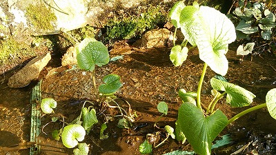 e0270403_191271.jpg