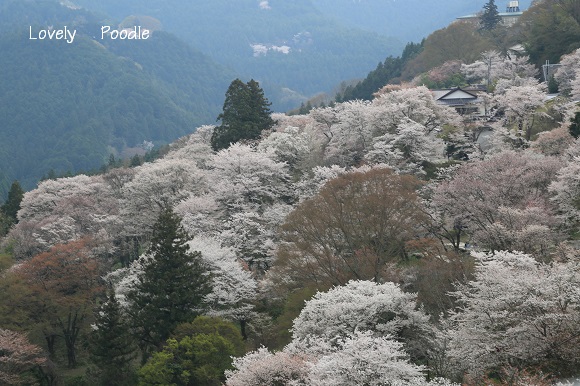 吉野山の千本桜　♪_d0257606_20423024.jpg