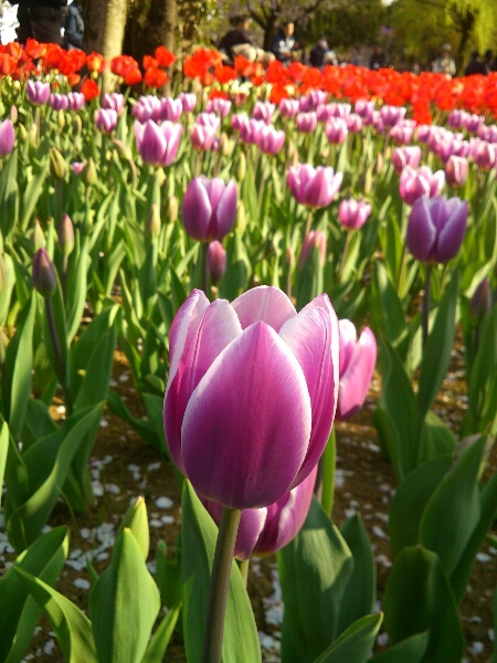 TULIP @SHOWA MEMORIAL PARK_b0134907_1612619.jpg