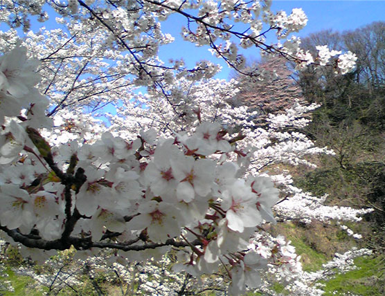桜満開～！_e0182207_1825910.jpg