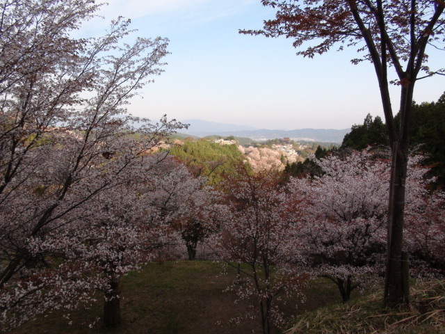 奈良県吉野山の山桜の続き…2014・4・11_f0231709_0141462.jpg