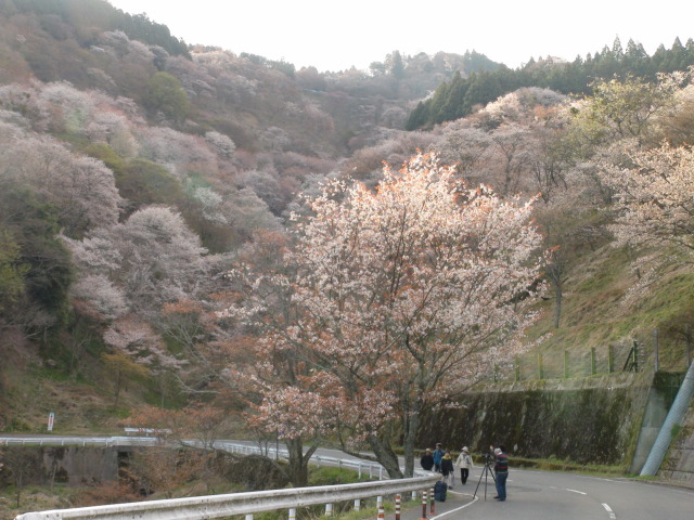 奈良県吉野山の山桜の続き…2014・4・11_f0231709_0233949.jpg