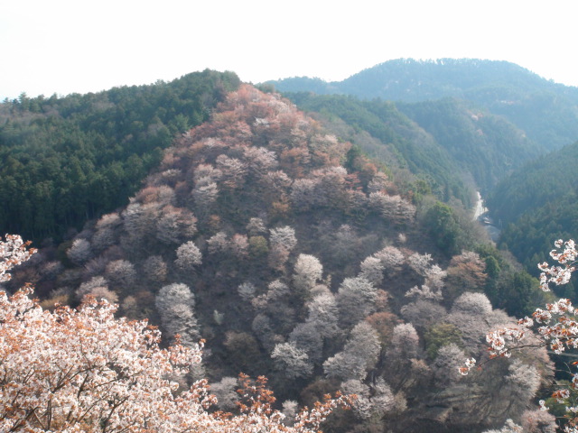 奈良県吉野山の山桜の続き…2014・4・11_f0231709_0385399.jpg