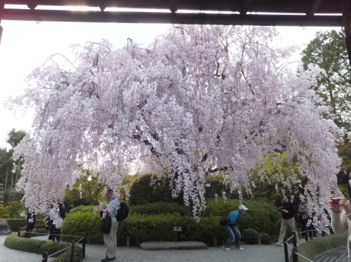 京都の桜散歩*記録_f0320815_16094376.jpg