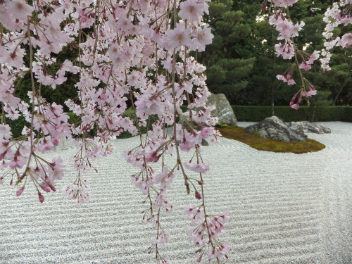 京都の桜散歩*記録_f0320815_16241753.jpg